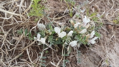 Astragalus scaberrimus