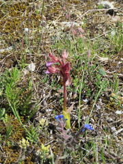 Anacamptis papilionacea