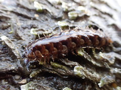 Dark-marked Scaleworm