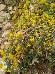 Genista libanotica