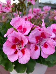 Pelargonium × hybridum