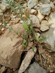 Vicia orientalis
