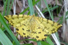 Pseudopanthera macularia