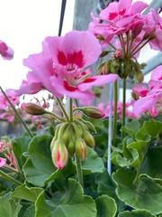 Pelargonium × hybridum