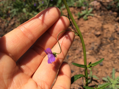 Neogaerrhinum strictum