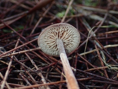Macrocystidia
