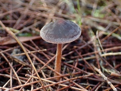 Macrocystidia