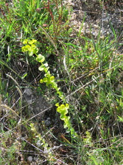 Euphorbia barrelieri