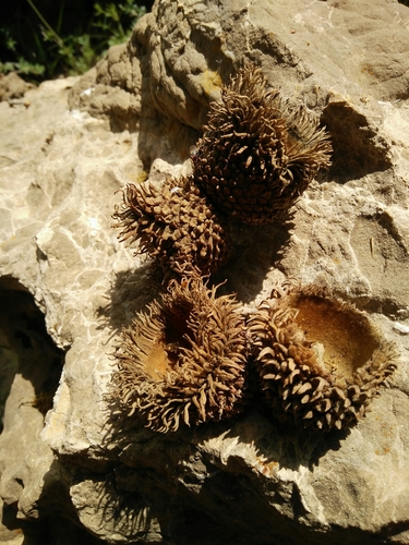 Quercus ithaburensis ssp. ithaburensis
