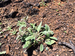 Phacelia phacelioides