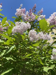 Syringa