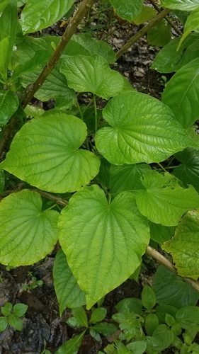 Image of Piper reticulatum by no rights reserved