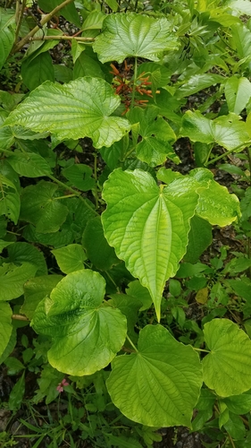 Image of Piper reticulatum by no rights reserved