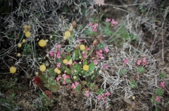 Stylidium adpressum