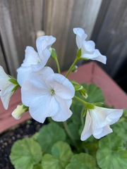 Pelargonium × hybridum