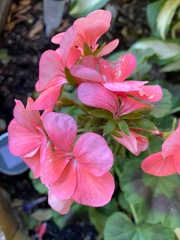 Pelargonium × hybridum