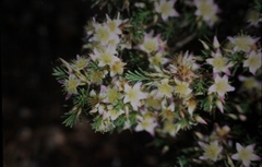 Calytrix depressa