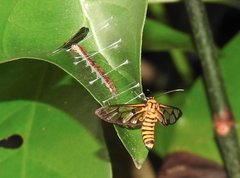 Amata grotei