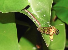 Amata grotei