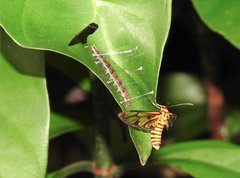 Amata grotei