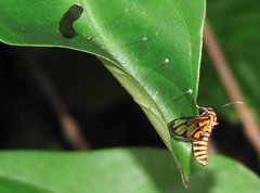 Amata grotei