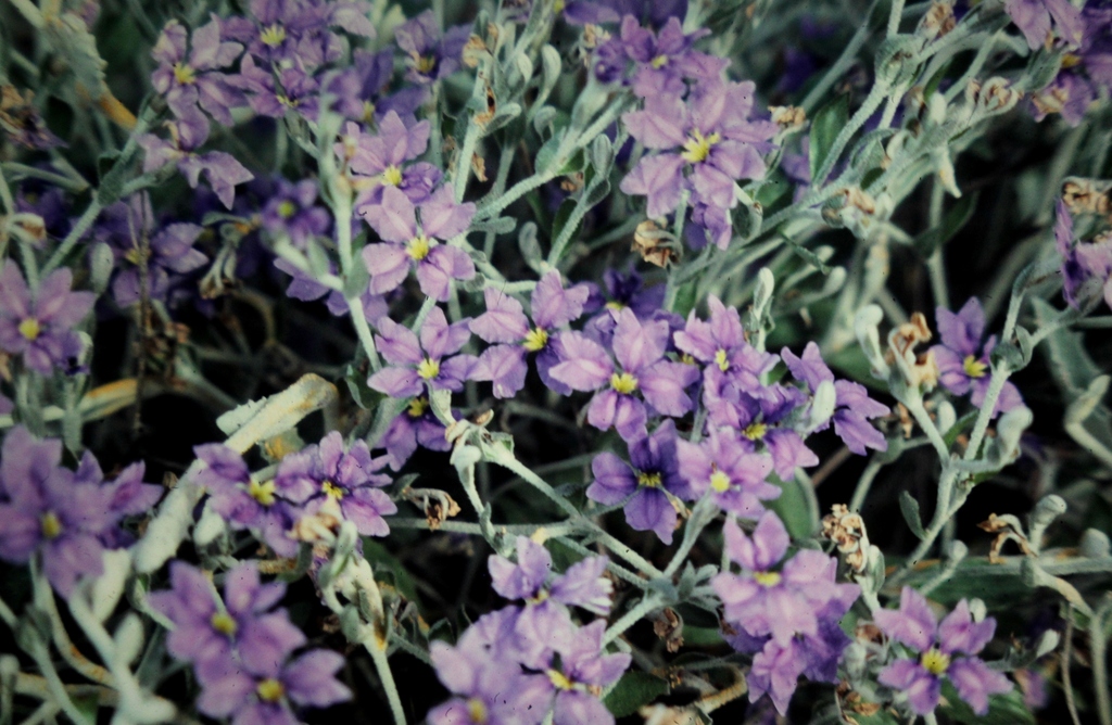 Dampiera anonyma