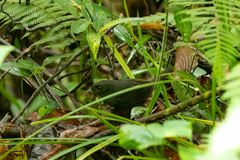 Scytalopus femoralis