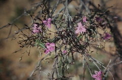 Thysanotus manglesianus