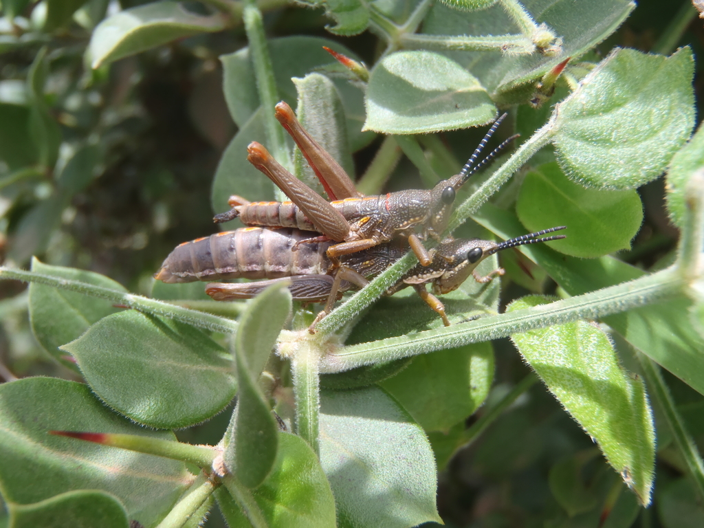 Parasphena meruensis