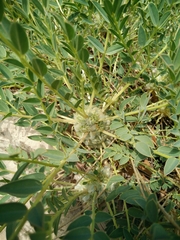 Astragalus oleifolius