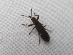 Rhinotia bimaculata