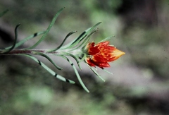 Waitzia acuminata acuminata