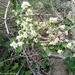 Asian Cotoneaster - Photo (c) דבורה שיצר, some rights reserved (CC BY-NC), uploaded by דבורה שיצר