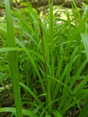 Carex scabrata