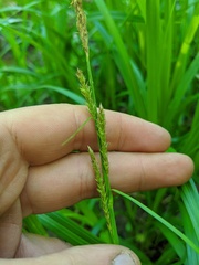 Carex scabrata