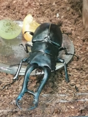 Prosopocoilus girafa