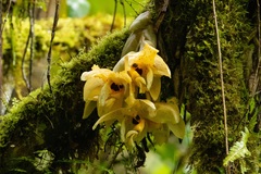 Stanhopea