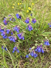 Mertensia oblongifolia