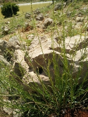 Anarrhinum forskaohlii