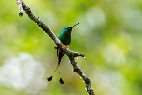 Rufous-booted Racket-Tail (Ocreatus addae) · iNaturalist