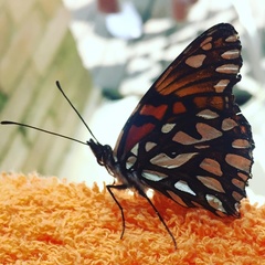 Dione glycera