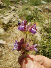 Salvia multicaulis