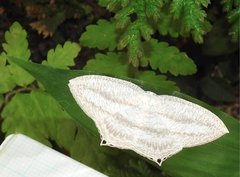 Acropteris ciniferaria