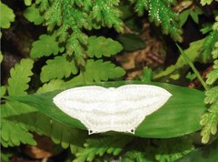 Acropteris ciniferaria