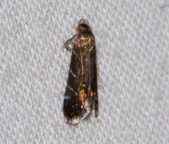 Strobisia proserpinella