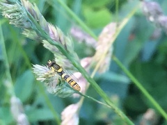 Sphaerophoria scripta