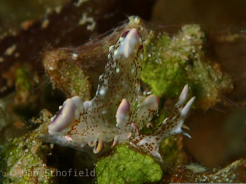 Cyerce blackburnae