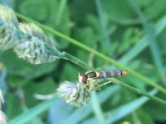 Sphaerophoria scripta