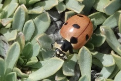 Coccinella prolongata