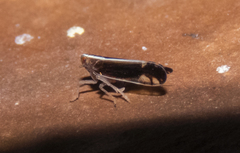 Stenocranus brunneus